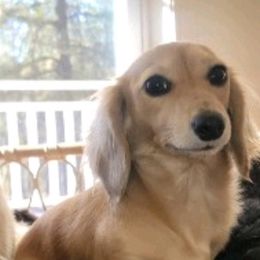 Stream - Dachshund