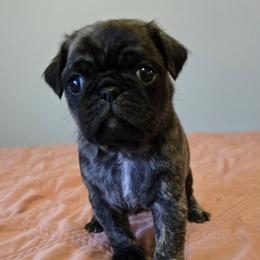 Girl 1 - Brindle female Pug puppy in Auburn, Kentucky from Prentice Family Pugs, Bugs & Corgis