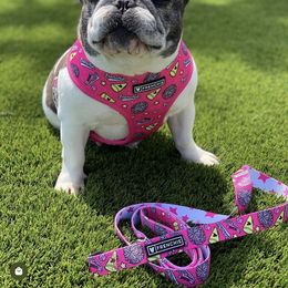 Dachshund and French Bulldog All Grown Up from ByDezyne