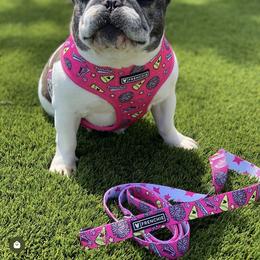 Dachshund and French Bulldog All Grown Up from ByDezyne