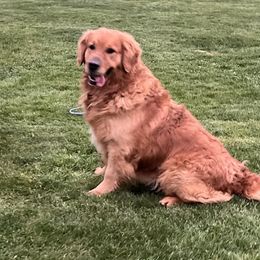 Golden Retriever puppies from 11 Oaks Kennels