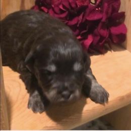 Cocoa - Wheaten female Miniature Schnauzer puppy in Charleston, South Carolina from The Miniature Life