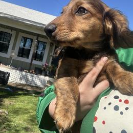 Dachshund Puppies from Dashing Doxie’s