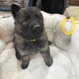 1st pick Sable Female - Sable female German Shepherd puppy in Berlin, Wisconsin from Gypsy Miracle Kennels