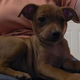 Kenna - Stag red female Miniature Pinscher puppy in Ethridge, Tennessee from Liberty Hill Farm