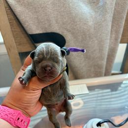 Purple collar - Blue female French Bulldog puppy in Humble, Texas from Mary_Lands_dog_kennels