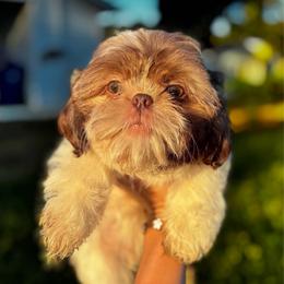 Finn - Liver and white male Shih Tzu puppy in Clinton, Tennessee from Southland’s Shih Tzus