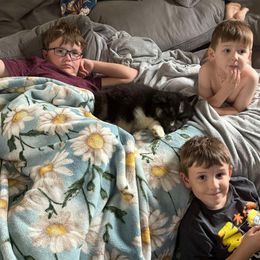 Pomsky and Siberian Husky Puppies from Osiris’s Siberians & Pomskies