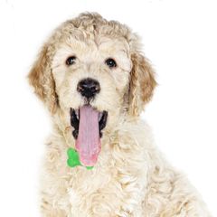 Double Doodle and Goldendoodle Puppies from Remi’s DoubleDoodles