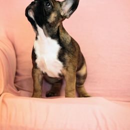 French Bulldog Puppies from Snuggle Buddy French Bulldogs