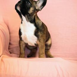 French Bulldog Puppies from Snuggle Buddy French Bulldogs