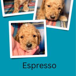 Espresso - Apricot male Goldendoodle puppy in Bluefield, Virginia from Love on a Leash