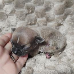 Rocky - Black sabled fawn male Chihuahua puppy in Wayland, Michigan from MI Chihuahua