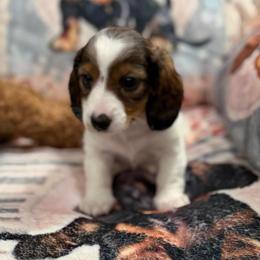 Mimi - Piebald female Dachshund puppy in Superior, Montana from Never Land Dachshunds of Montana