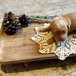Boy 4 - Golden male Golden Retriever puppy in Buffalo, Missouri from Thrasher Family Puppies