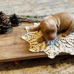 Boy 4 - Golden male Golden Retriever puppy in Buffalo, Missouri from Thrasher Family Puppies