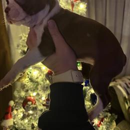 Annie - Red female Boston Terrier puppy in Charleston, West Virginia from Mountain Momma Bostons