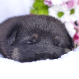 German Shepherd Puppies from VST German Shepherds