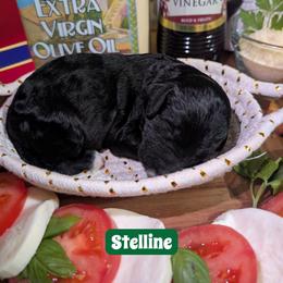 Stelline - Black female Sheepadoodle puppy in Berwick, Pennsylvania from Wright’s Wiggle Butts