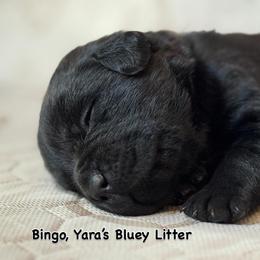 Bingo - Black female Labrador Retriever puppy in Owosso, Michigan from Bennington Retrievers