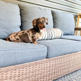Clarice - Dachshund