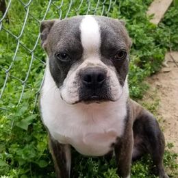 Boston Terriers from Dogwood Hill Kennel