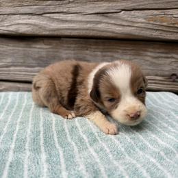 Red merle male 1 - Red merle male Australian Shepherd puppy in Sunbright, Tennessee from Laudrick Aussies