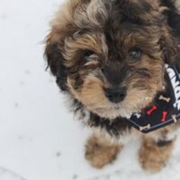 Aussiedoodle Puppies from Old Mills Aussiedoodles