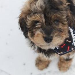 Aussiedoodle Puppies from Old Mills Aussiedoodles