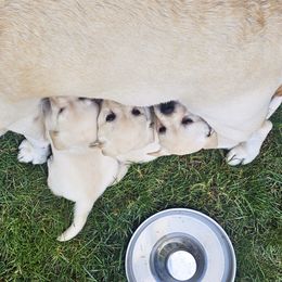 Labrador Retriever Puppies from Gabriel Ben-Yosef