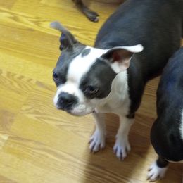 Pepper - Boston Terrier