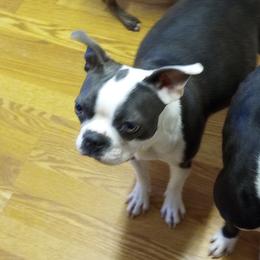 Pepper - Boston Terrier