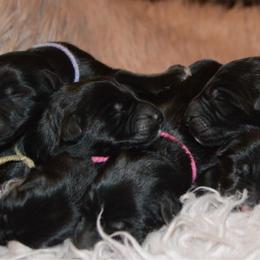 Pink collar female - Black female German Shepherd puppy in Marianna, Florida from Haus M Godwin