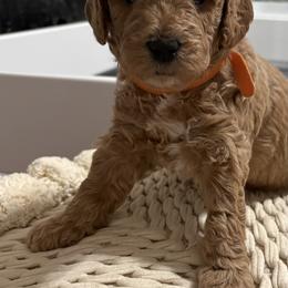 Cockapoo and Goldendoodle Puppies from Cackalacky Companions