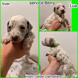 Serviceberry - White and liver brown male Dalmatian puppy in Pocatello, Idaho from High Caliber Dalmatians