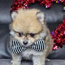 Jacob - Wolf sable male Pomeranian puppy in Laredo, Texas from SASH Poms