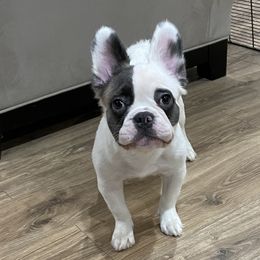 Luna - French Bulldog