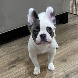 Luna - French Bulldog