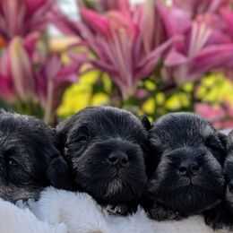 Golden Retrievers and Miniature Schnauzers from Bliss Creek MTN Meadows
