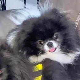Stormy - Pomeranian