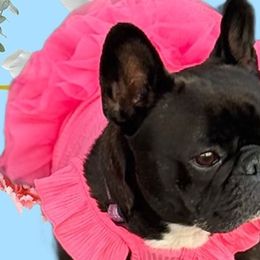 French Bulldogs from G’sBulldog Buddies