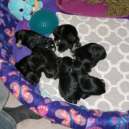 Miniature Schnauzer Puppies from A'Lord Miniature Schnauzer
