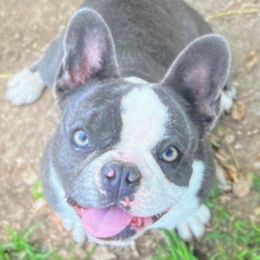 Cash - French Bulldog