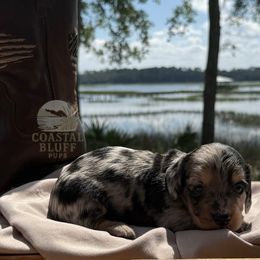 Nadia - Dapple female Dachshund puppy in Woodbine, Georgia from Coastal Bluff Pups