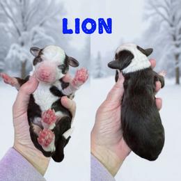 Lion - Brown and white male Bernedoodle puppy in Banner Elk, North Carolina from Walnut Tree Bernedoodles
