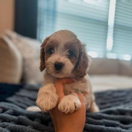 Waffle - Blenheim male Cavapoo puppy in Mayo, Florida from Kingston’s Cavaliers