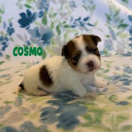 Havanese puppies from LUCKY HAVANESE