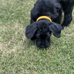 Giant Schnauzer Puppies from Hannah's Haus & Farm