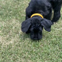 Giant Schnauzer Puppies from Hannah's Haus & Farm