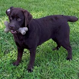 Kona - Chocolate female Labrador Retriever puppy in Clinton, Tennessee from Summer Rose